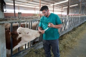 Leia mais sobre o artigo Veterinário: conheça mais da profissão
