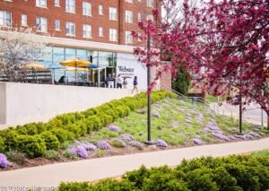 Leia mais sobre o artigo Bolsas de estudo internacionais da Webster University